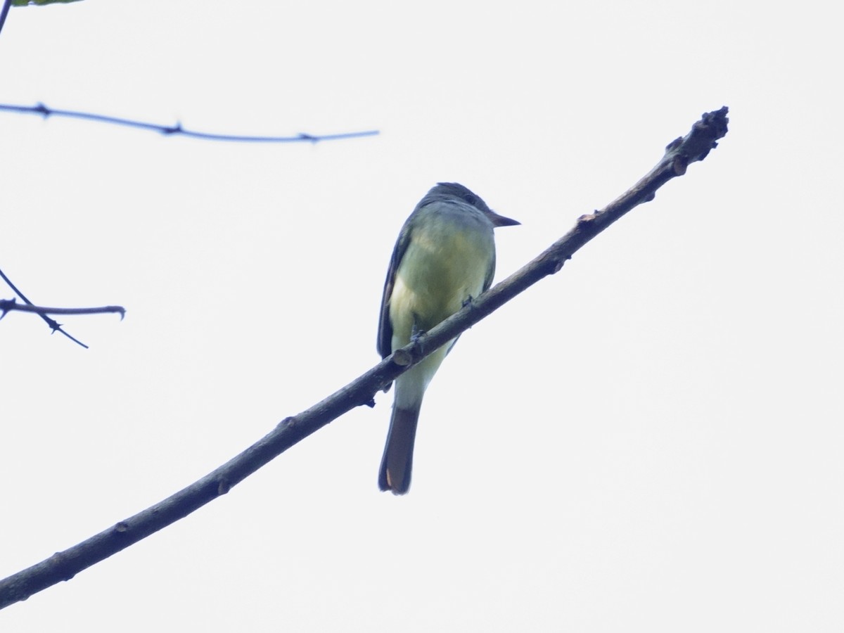 オオヒタキモドキ - ML647815791