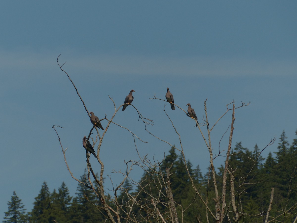 オビオバト - ML647815792