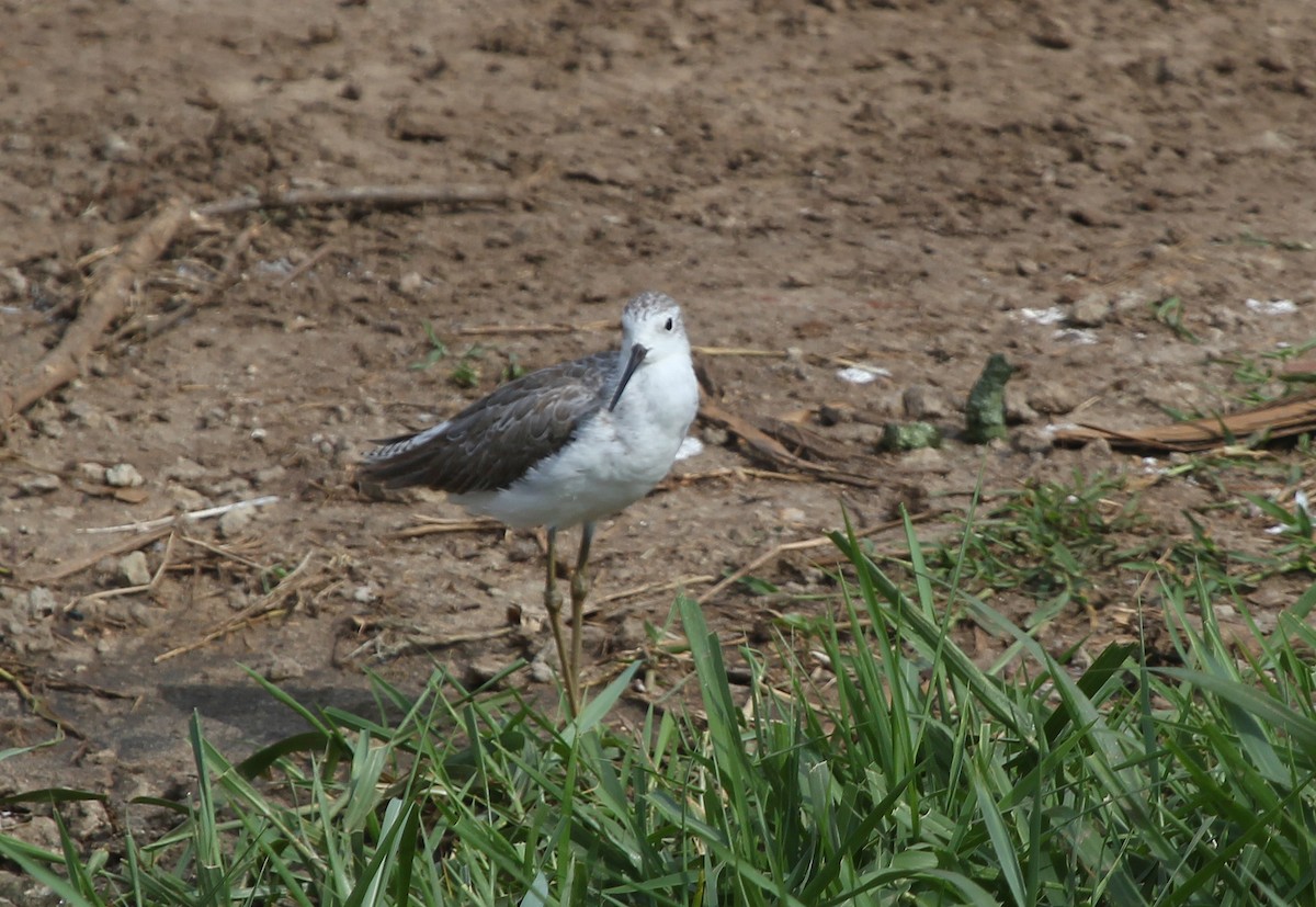コアオアシシギ - ML647815793