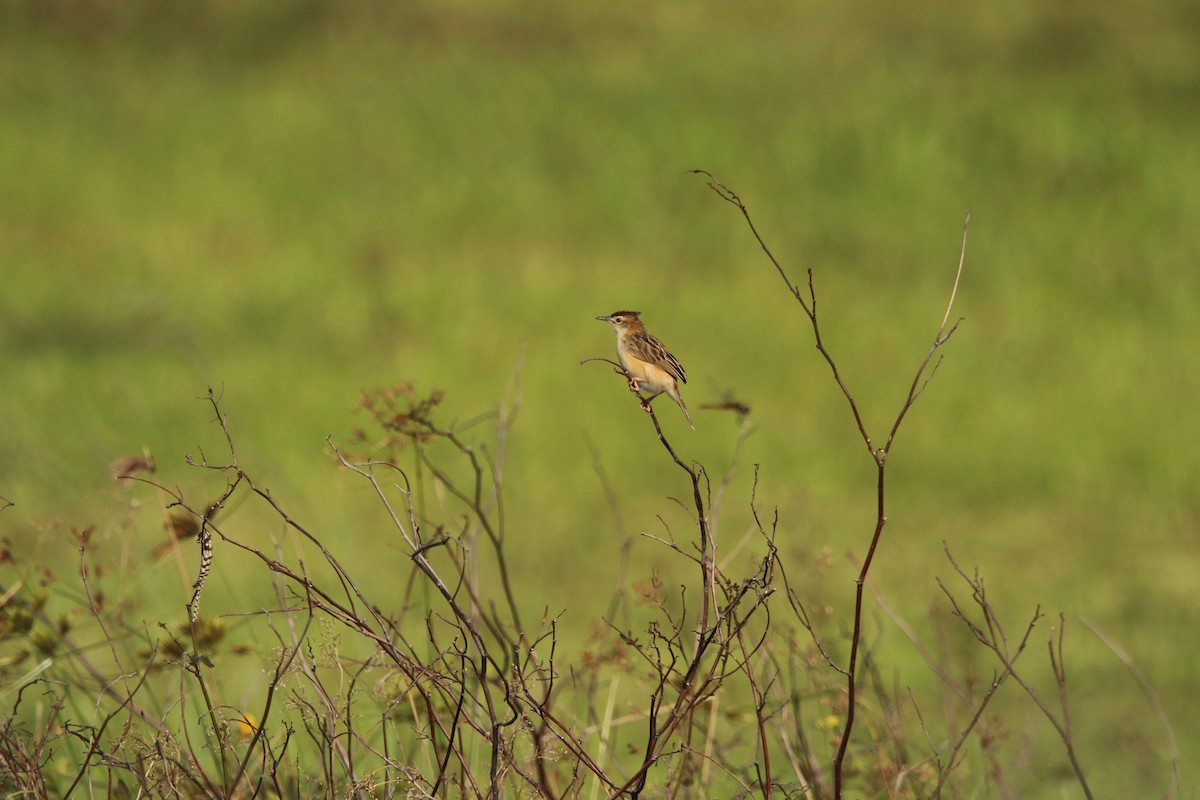 Zitting Cisticola - ML647815817