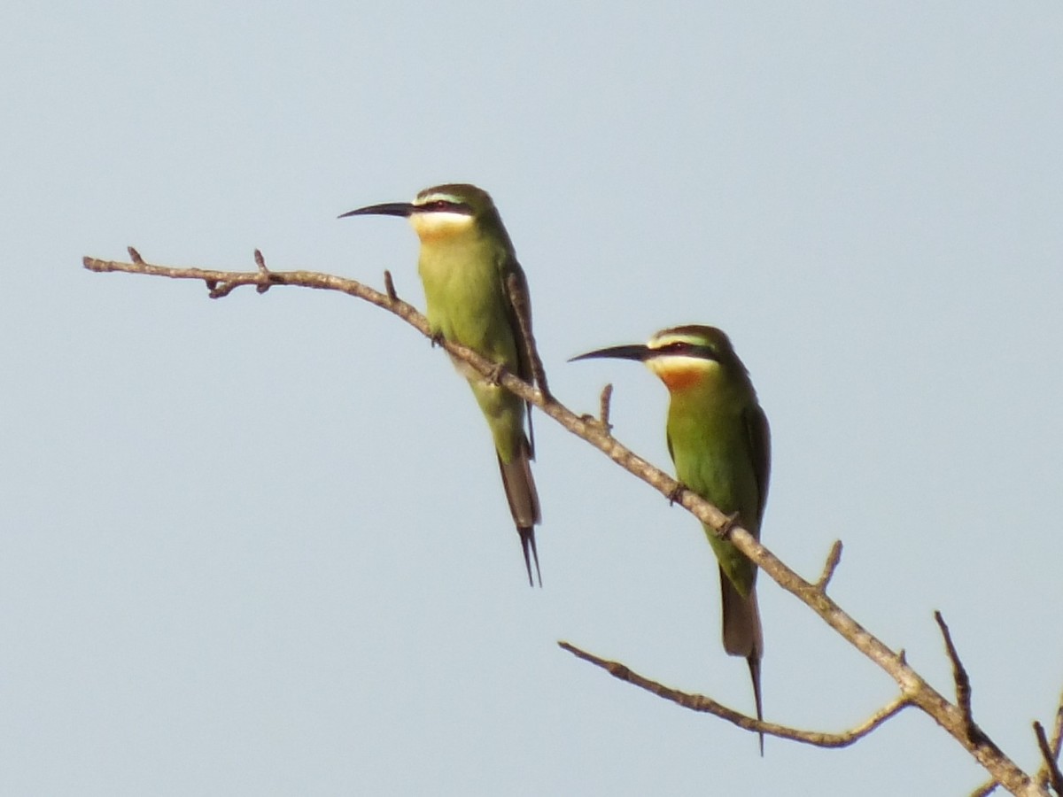 Olive Bee-eater - ML647815825