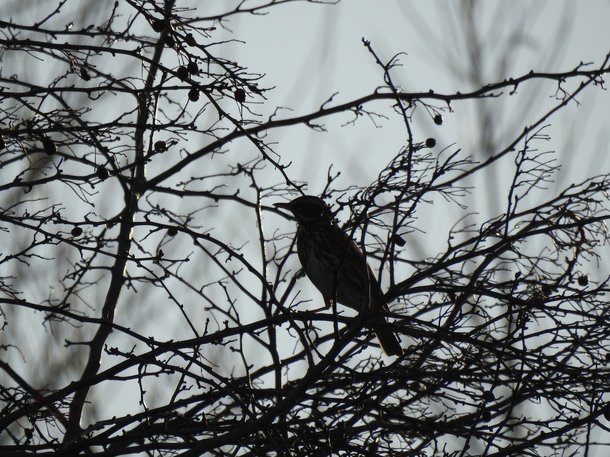 Grive mauvis - ML647815832