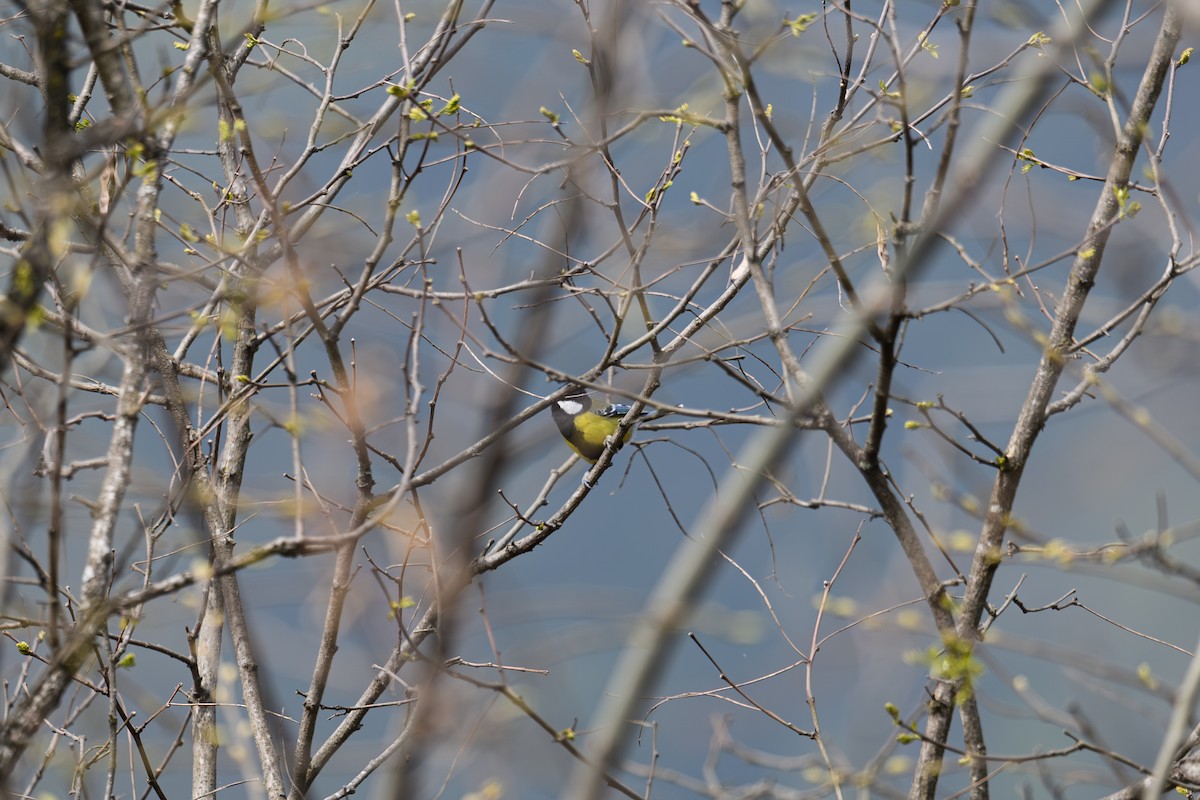 Bergkohlmeise - ML647815842