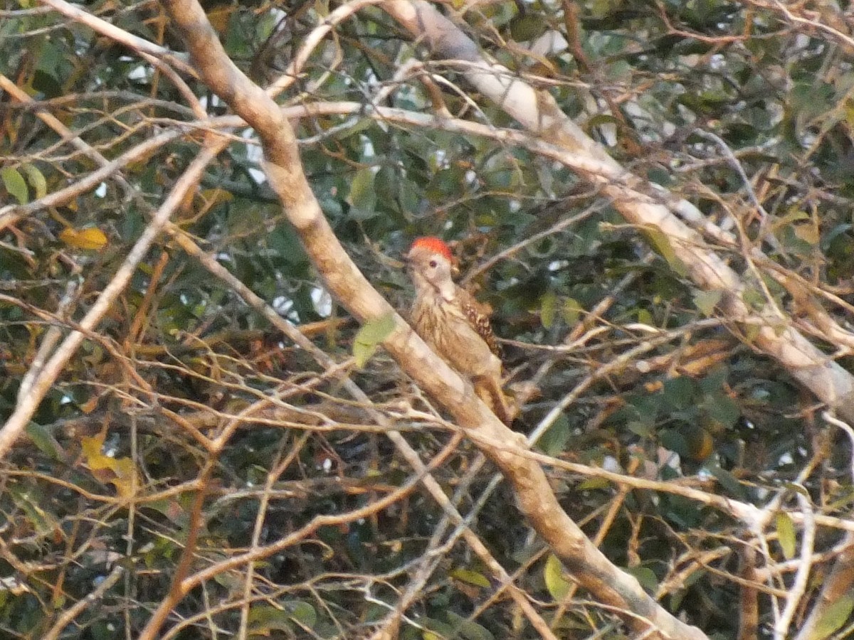 Cardinal Woodpecker - ML647815852