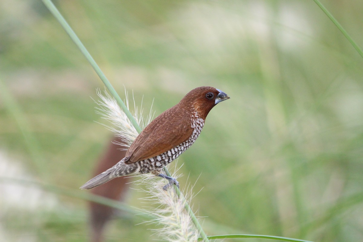 Scaly-breasted Munia - ML647815860