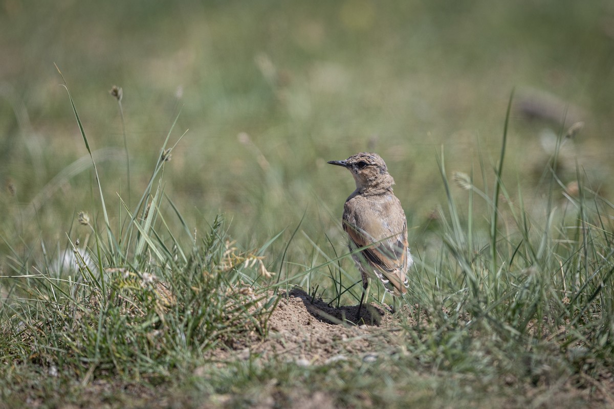 Isabelline Wheatear - ML647815872