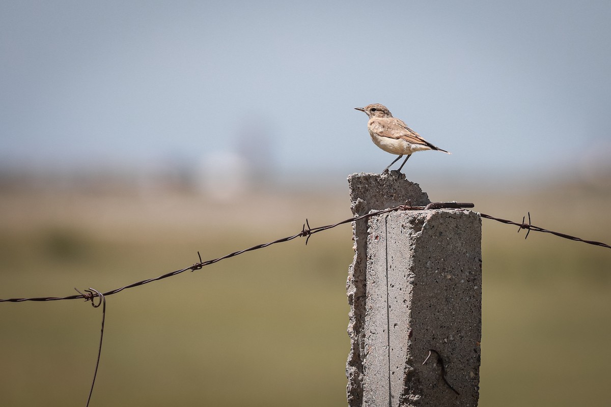 Isabelline Wheatear - ML647815876