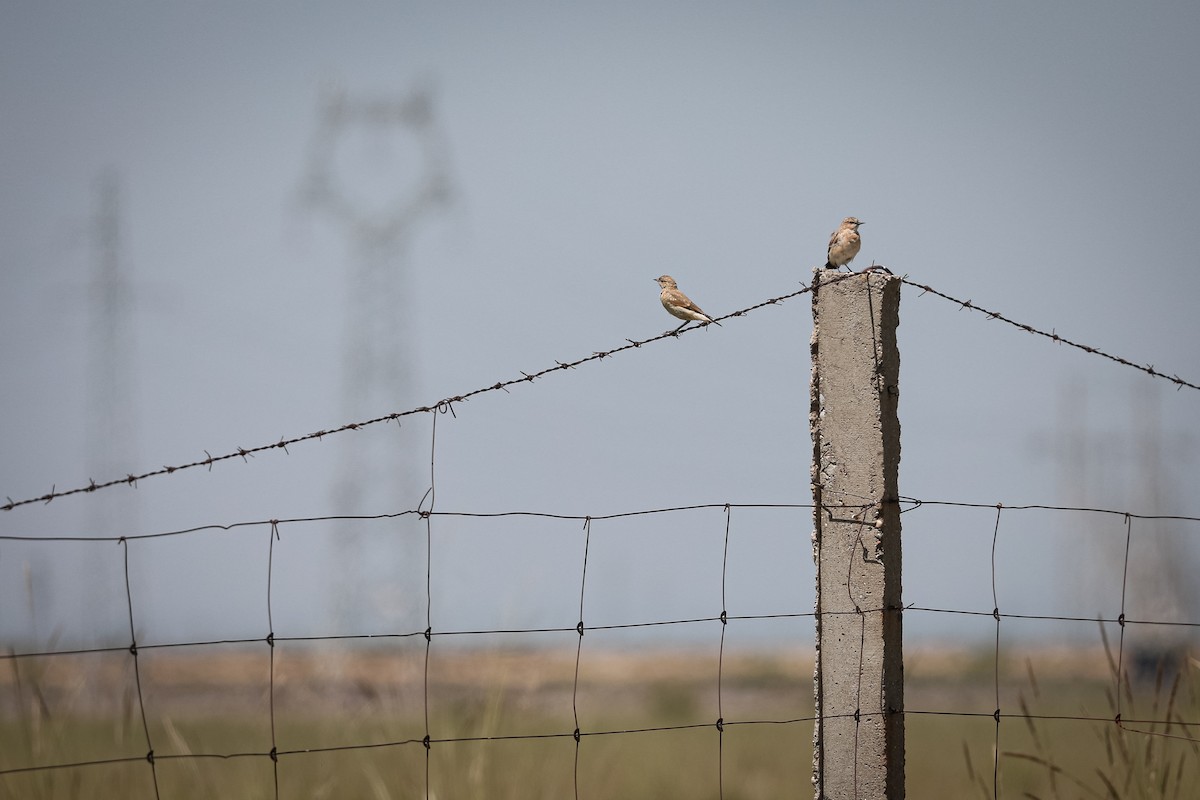 Isabelline Wheatear - ML647815878