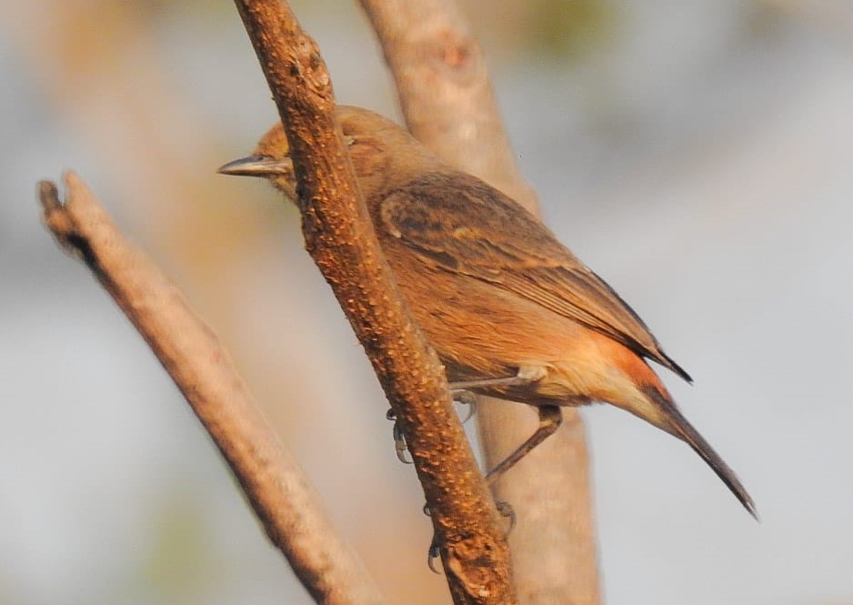 Pied Bushchat - ML647815879