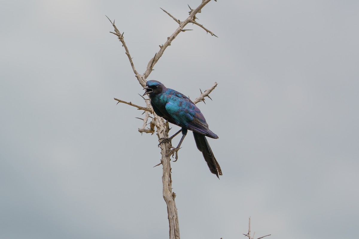 Burchell's Starling - ML647815880