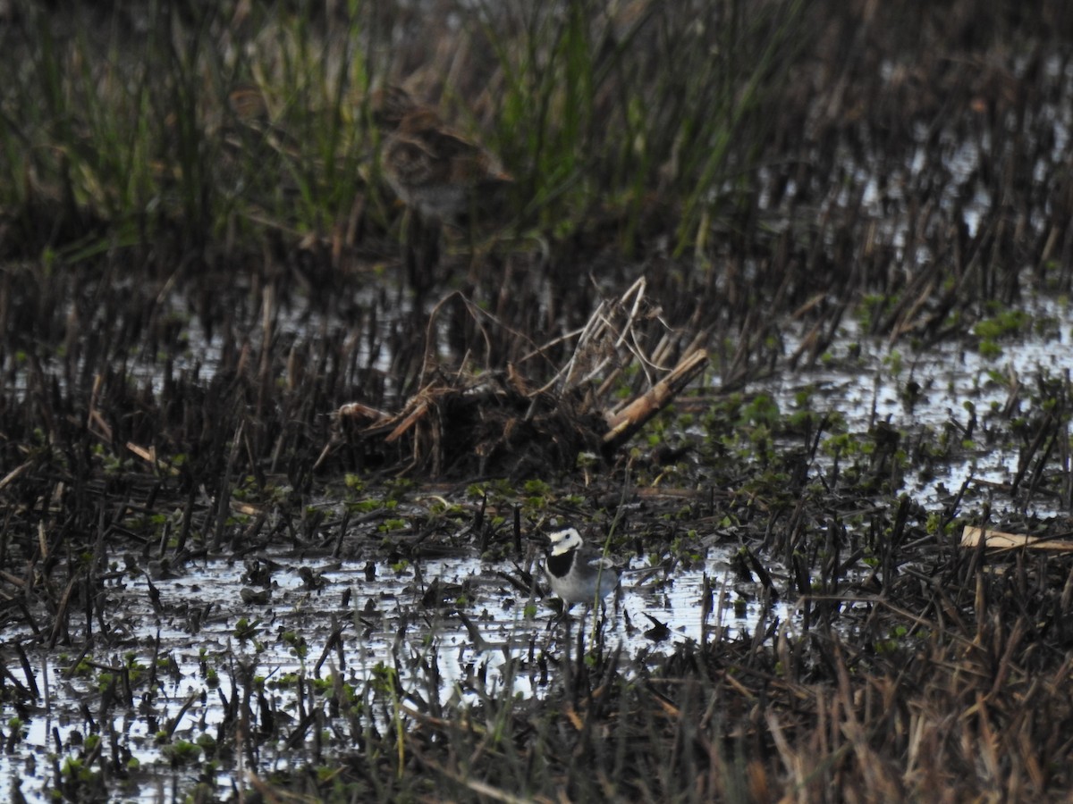 White Wagtail - ML647815881
