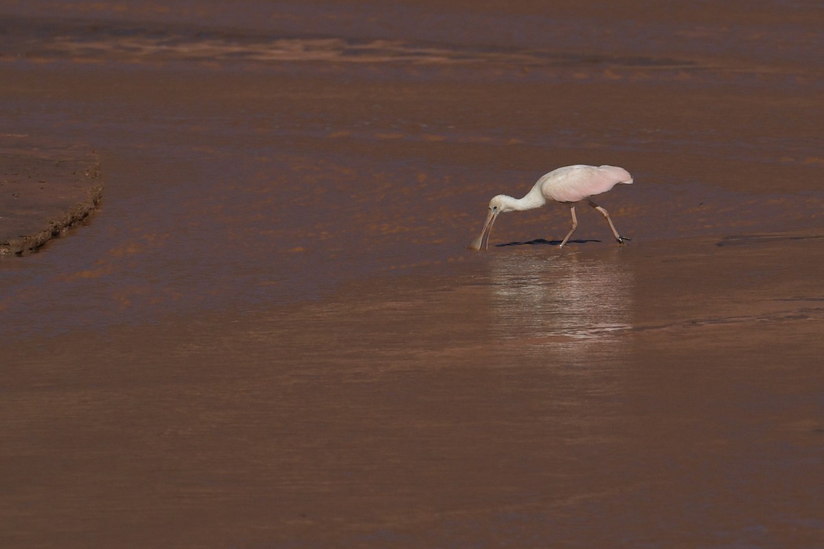 Roseate Spoonbill - ML647815883