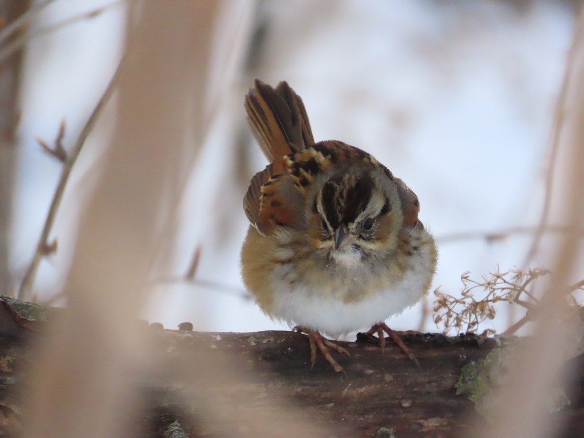 Swamp Sparrow - ML647815885