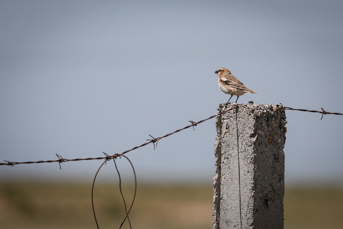 Rufous-necked Snowfinch - ML647815886