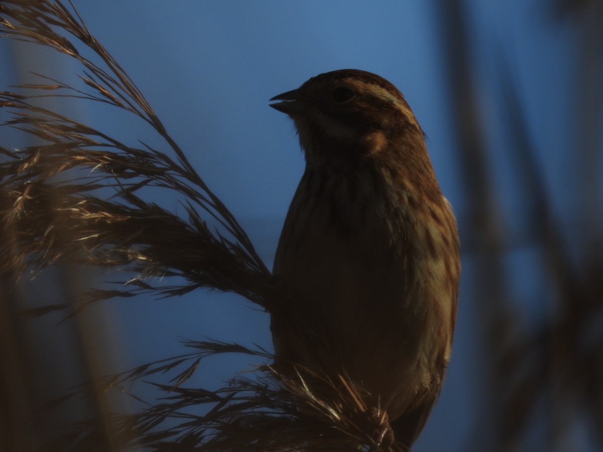 Reed Bunting - ML647815887