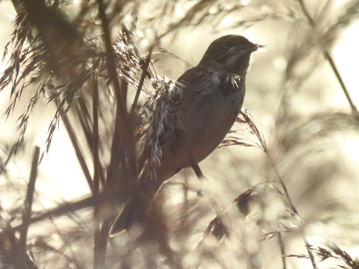 Reed Bunting - ML647815888