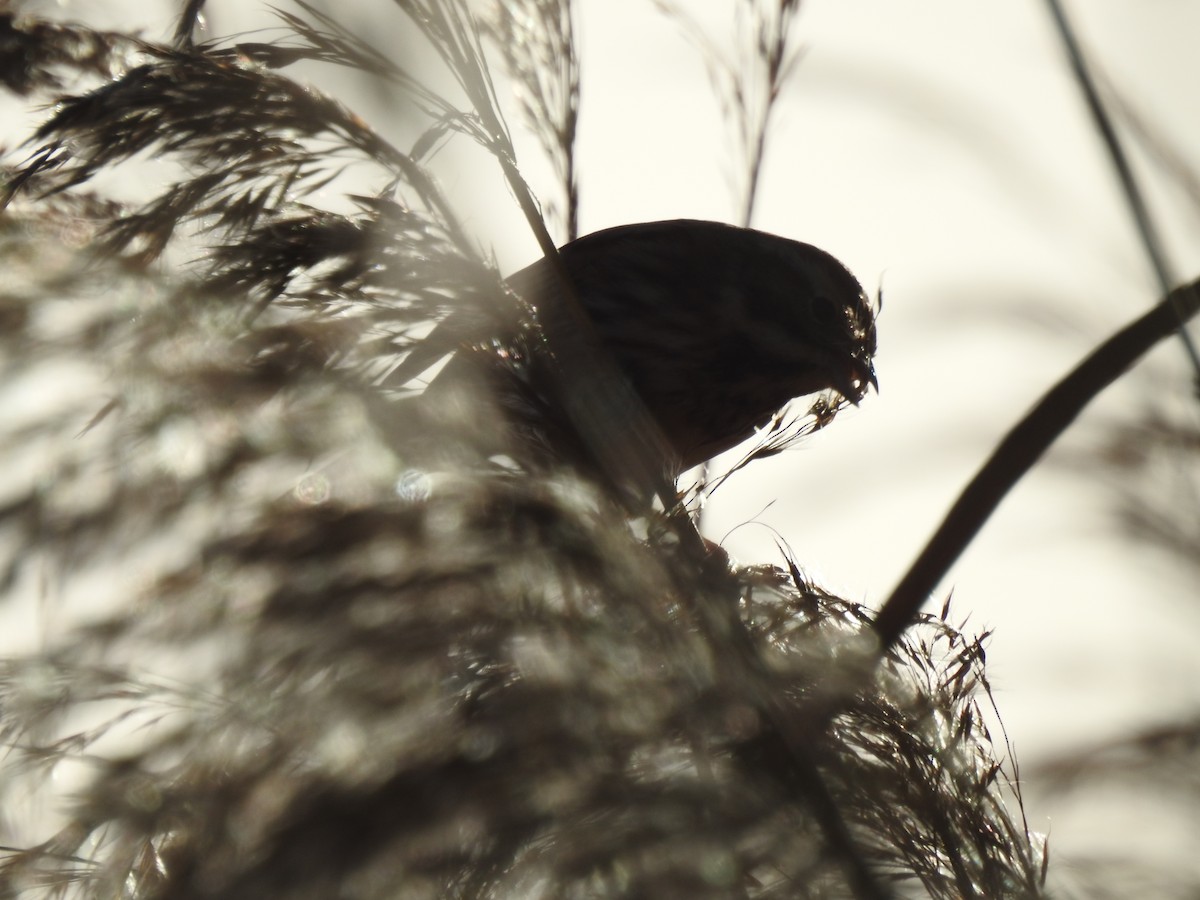 Reed Bunting - ML647815889