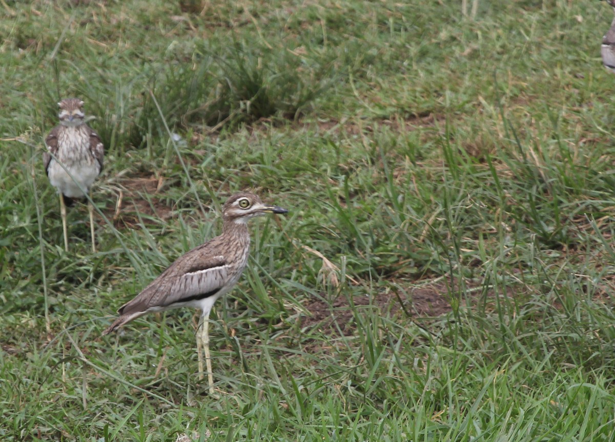 Water Thick-knee - ML647815893