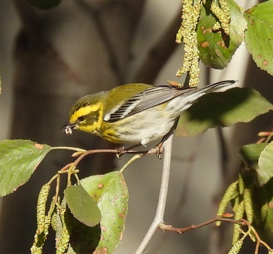 Townsend's Warbler - ML647815894