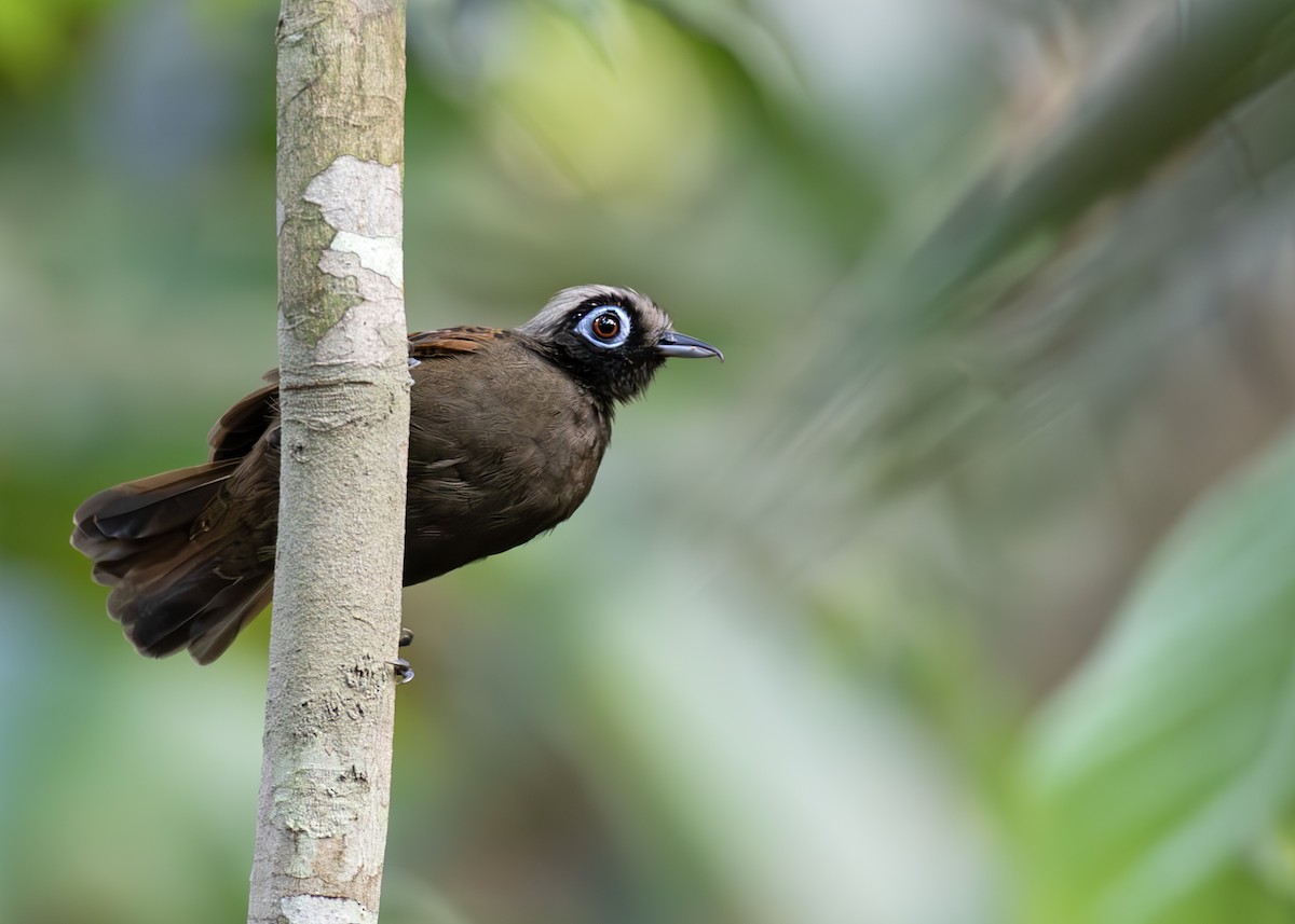 Hairy-crested Antbird - ML647815896