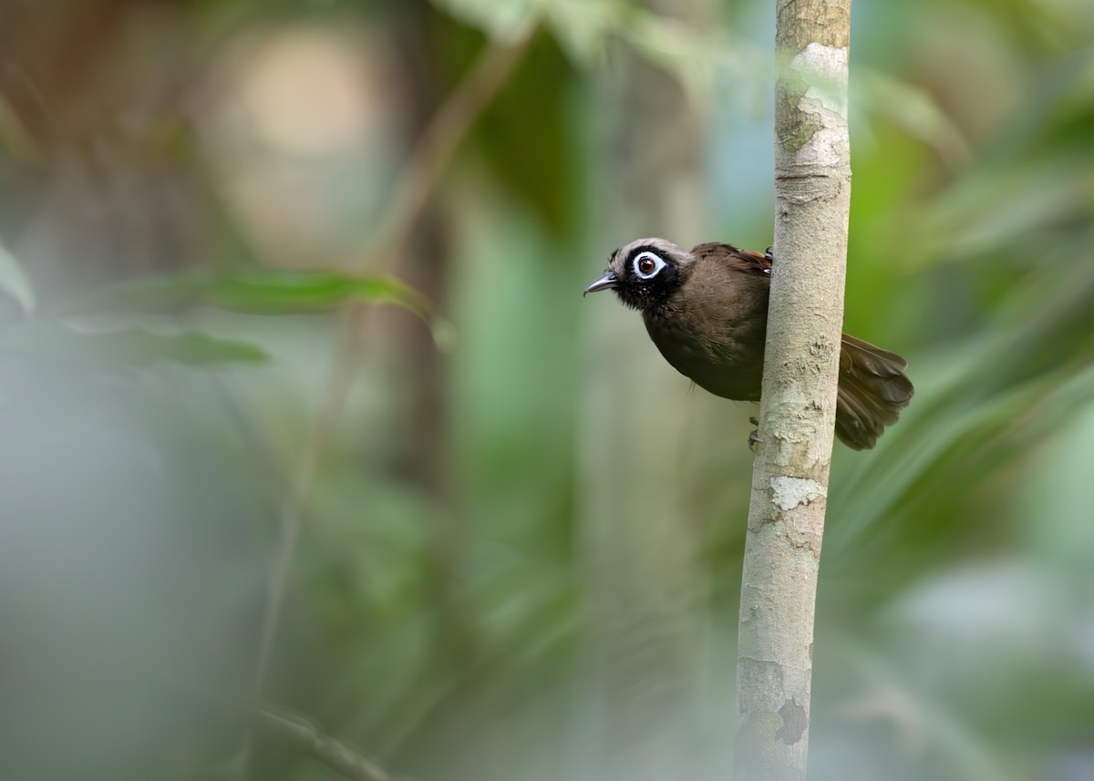 Hairy-crested Antbird - ML647815897