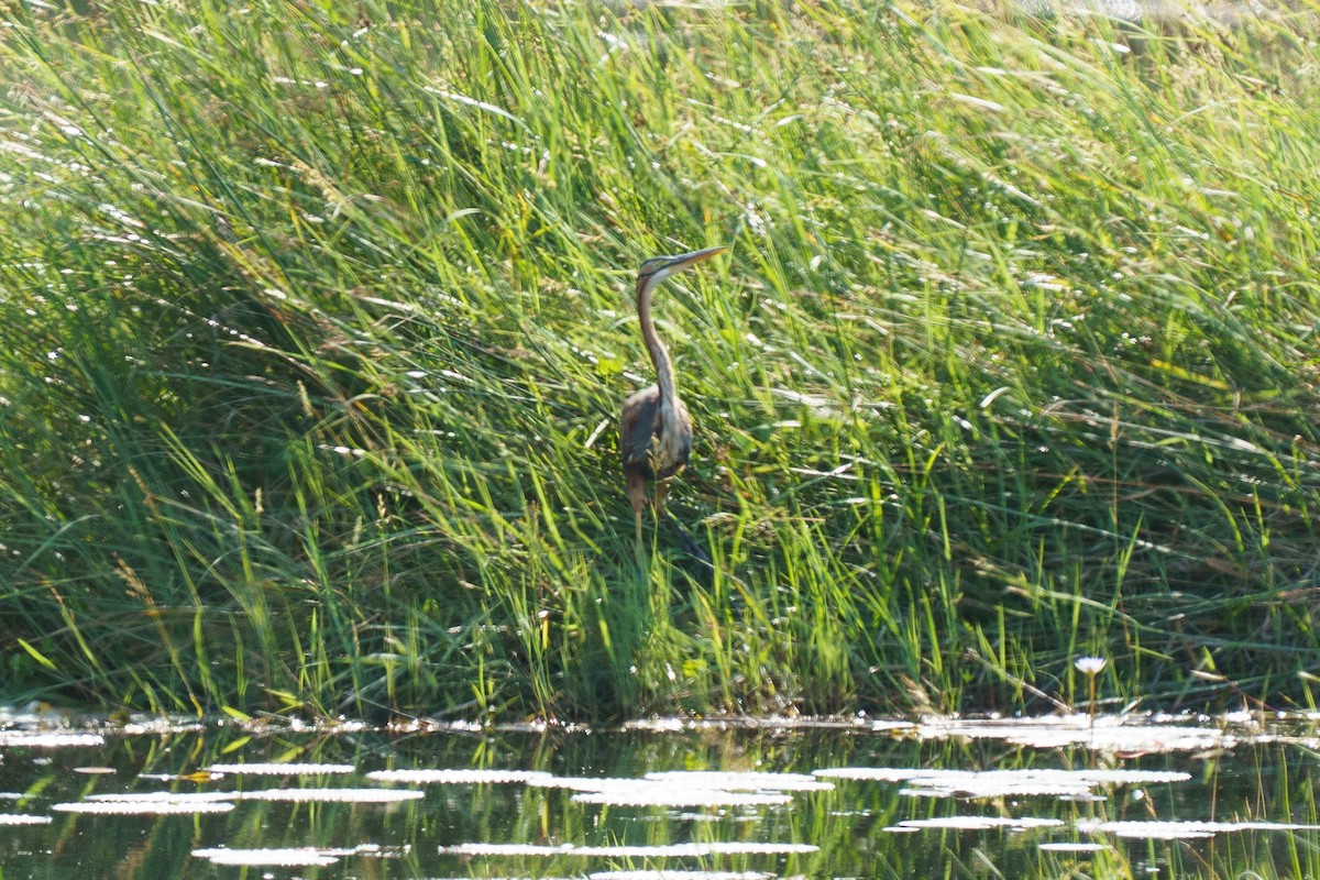 Purple Heron - ML647815898