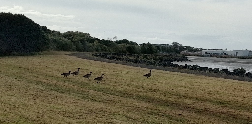 Canada Goose - ML647815899