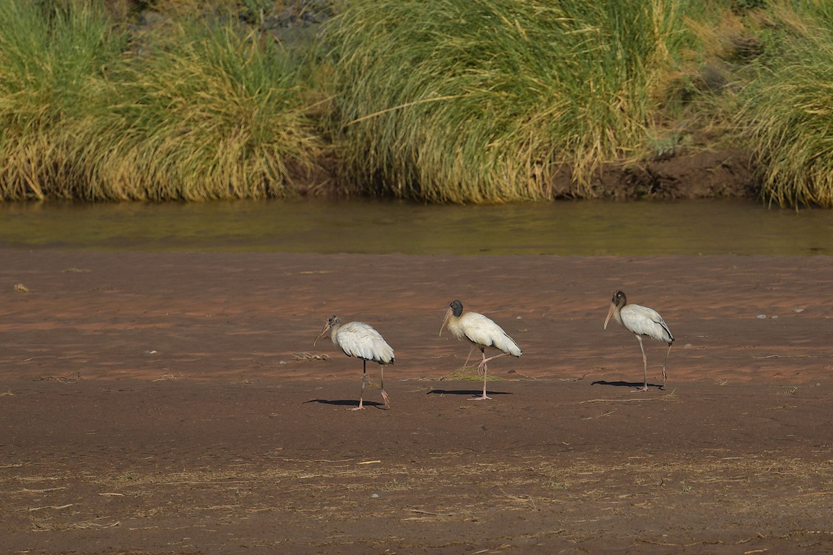 Wood Stork - ML647815900