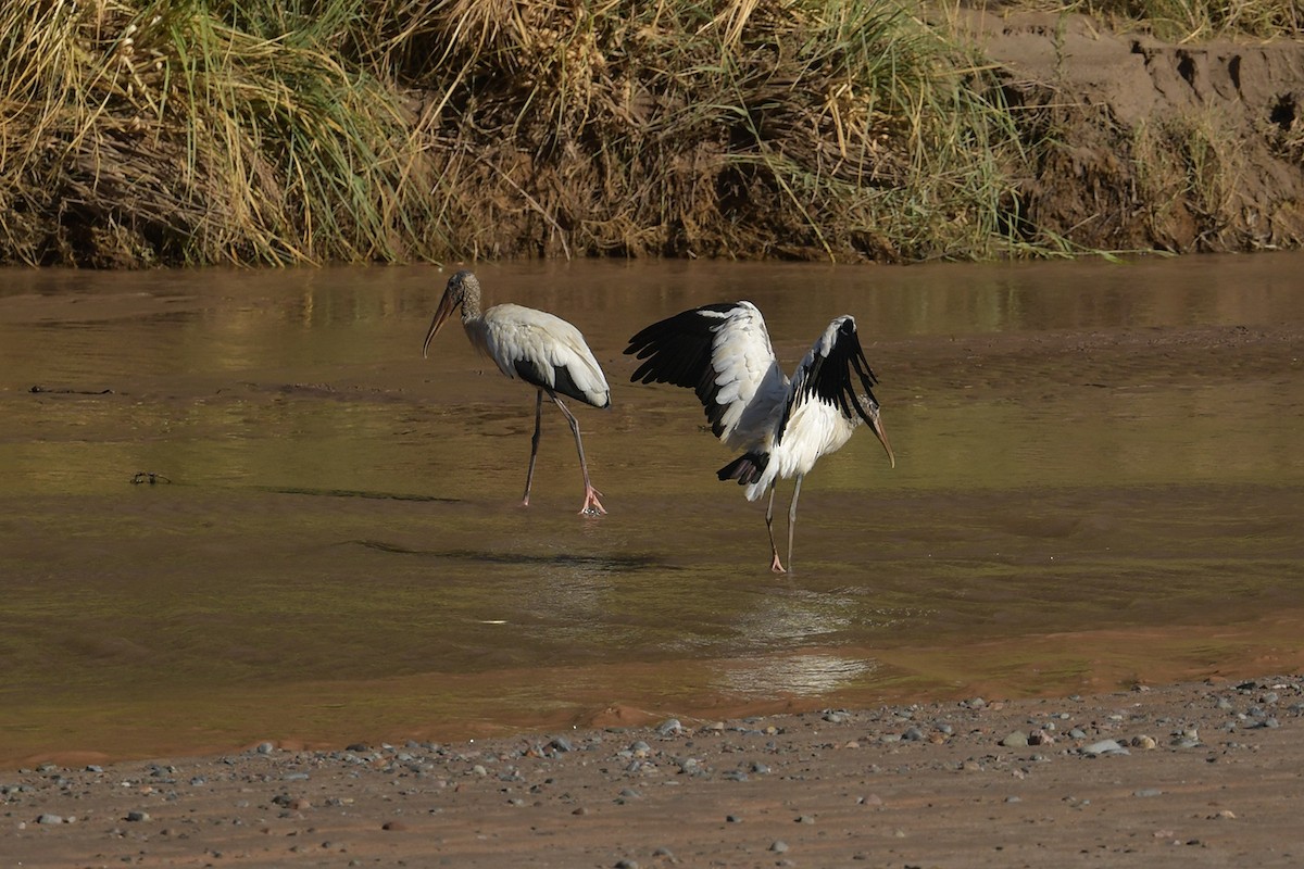Wood Stork - ML647815901