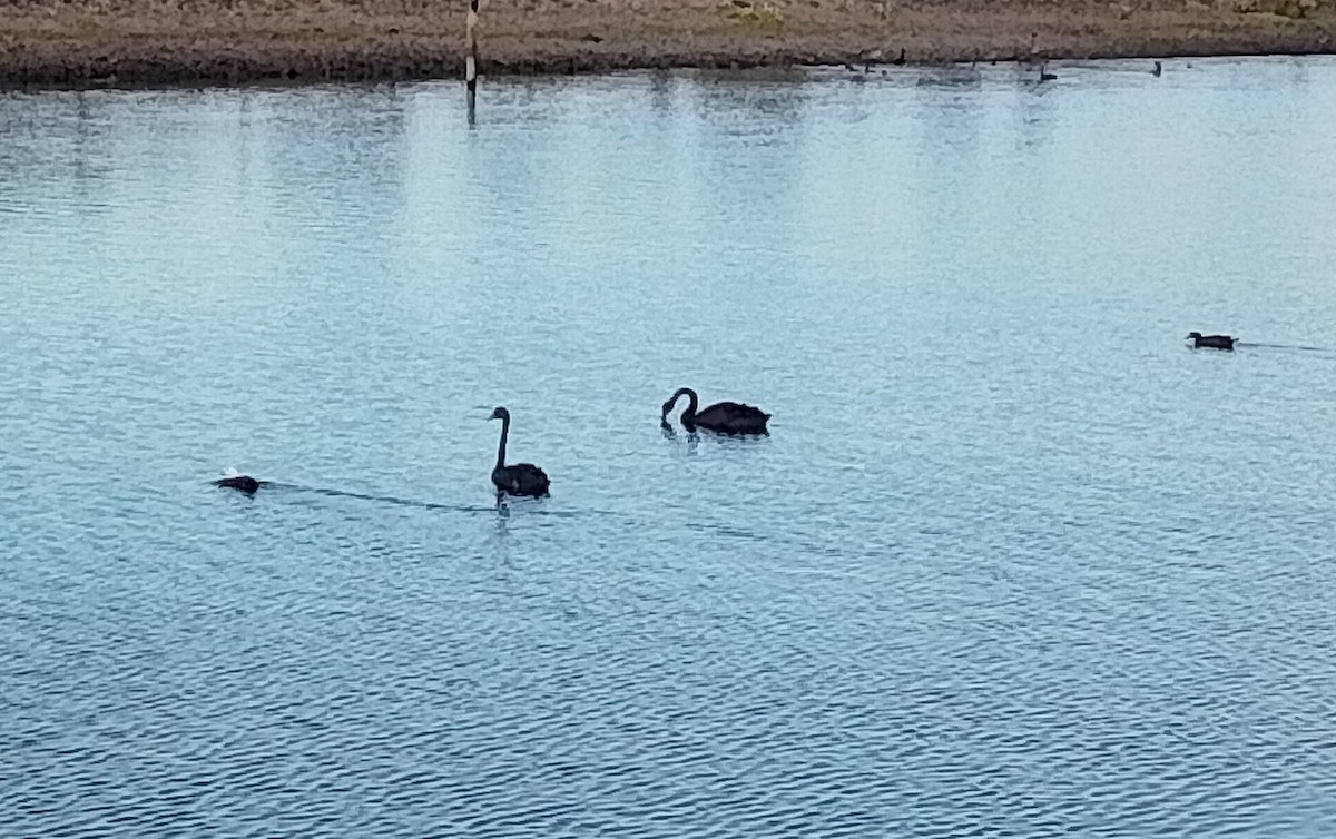 Black Swan - ML647815903