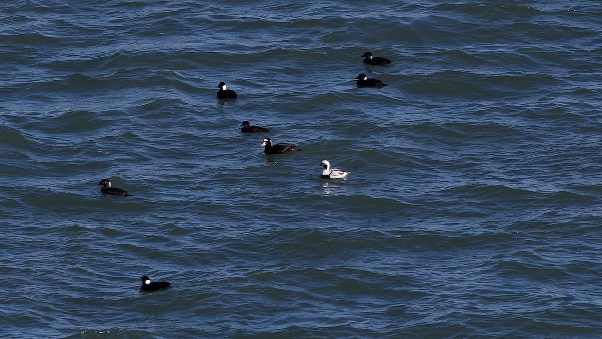 Long-tailed Duck - ML647815904