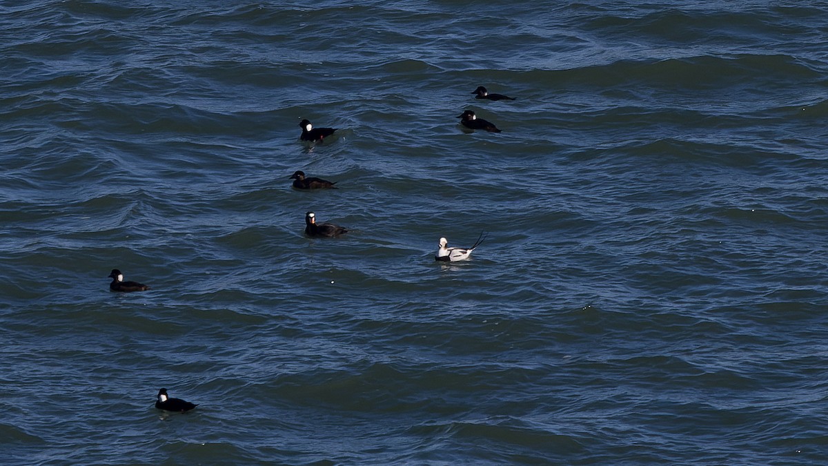 Long-tailed Duck - ML647815905
