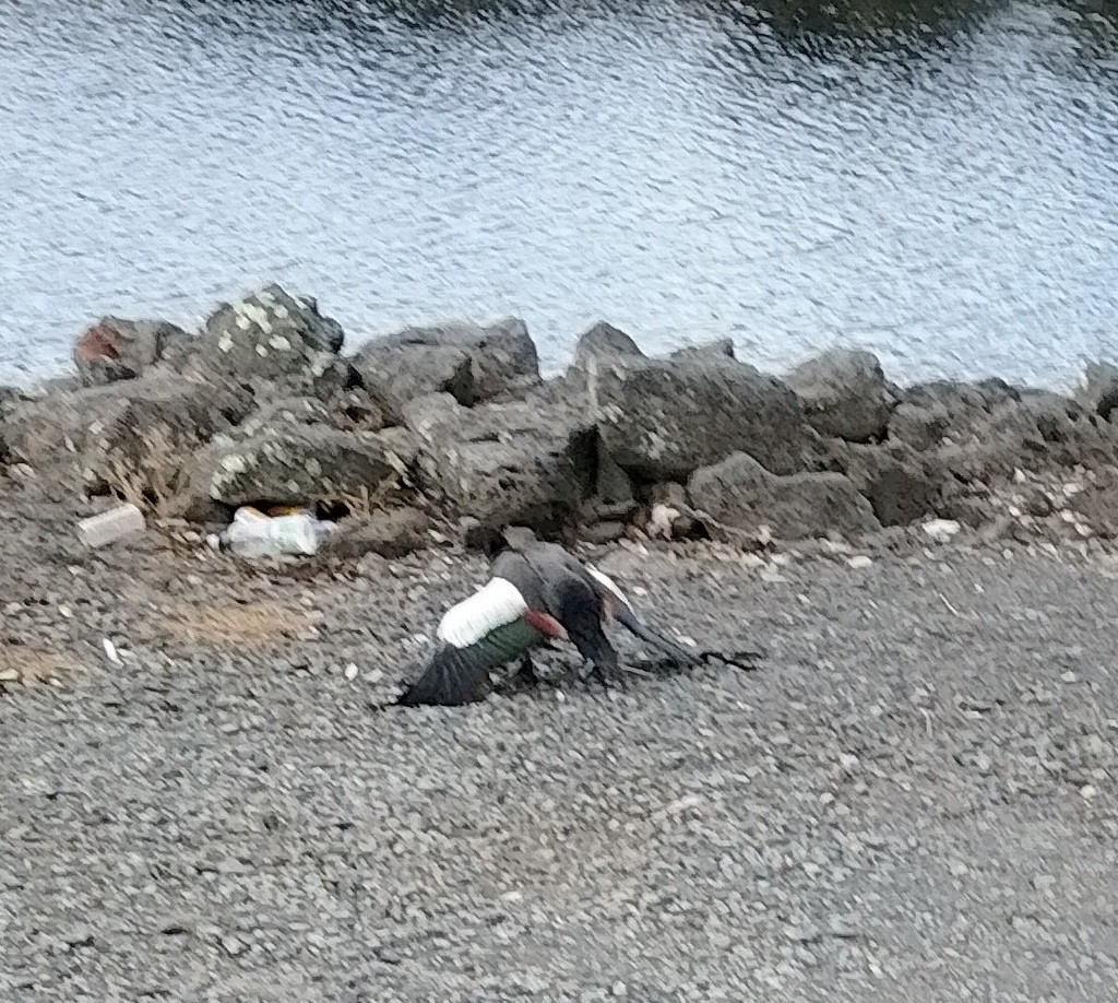 Paradise Shelduck - ML647815906