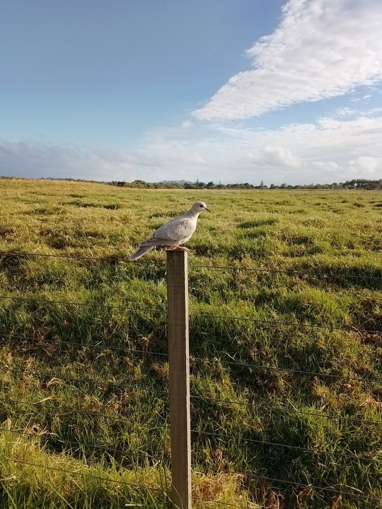 African Collared-Dove - ML647815907
