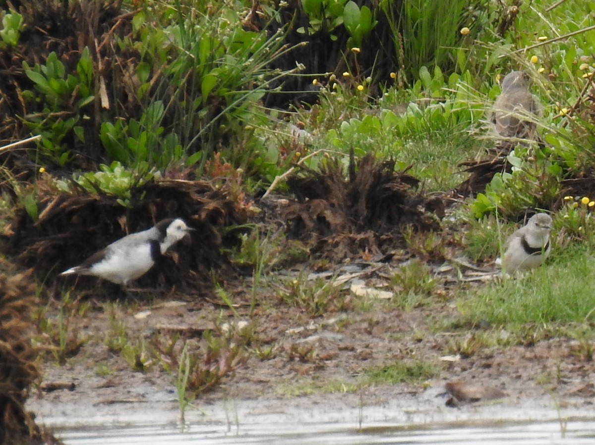 White-fronted Chat - ML647815908