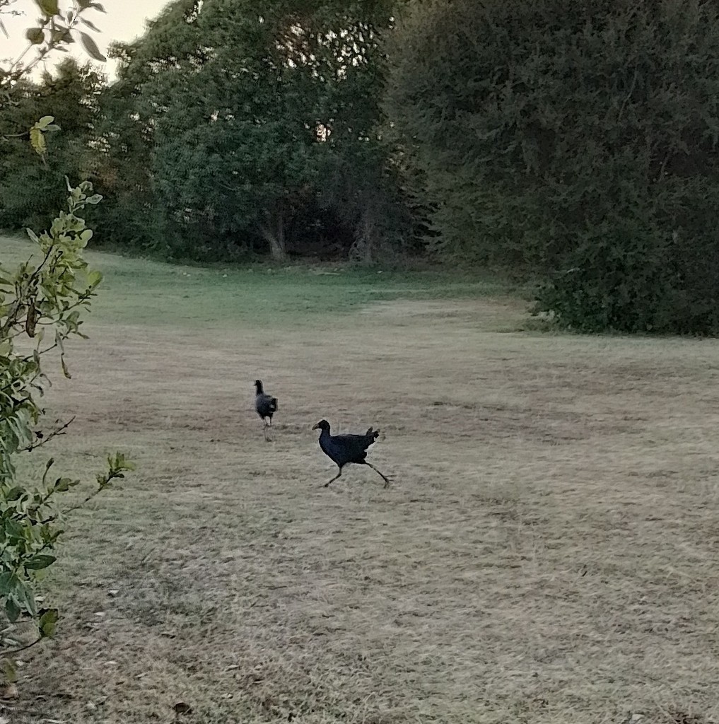Australasian Swamphen - ML647815909