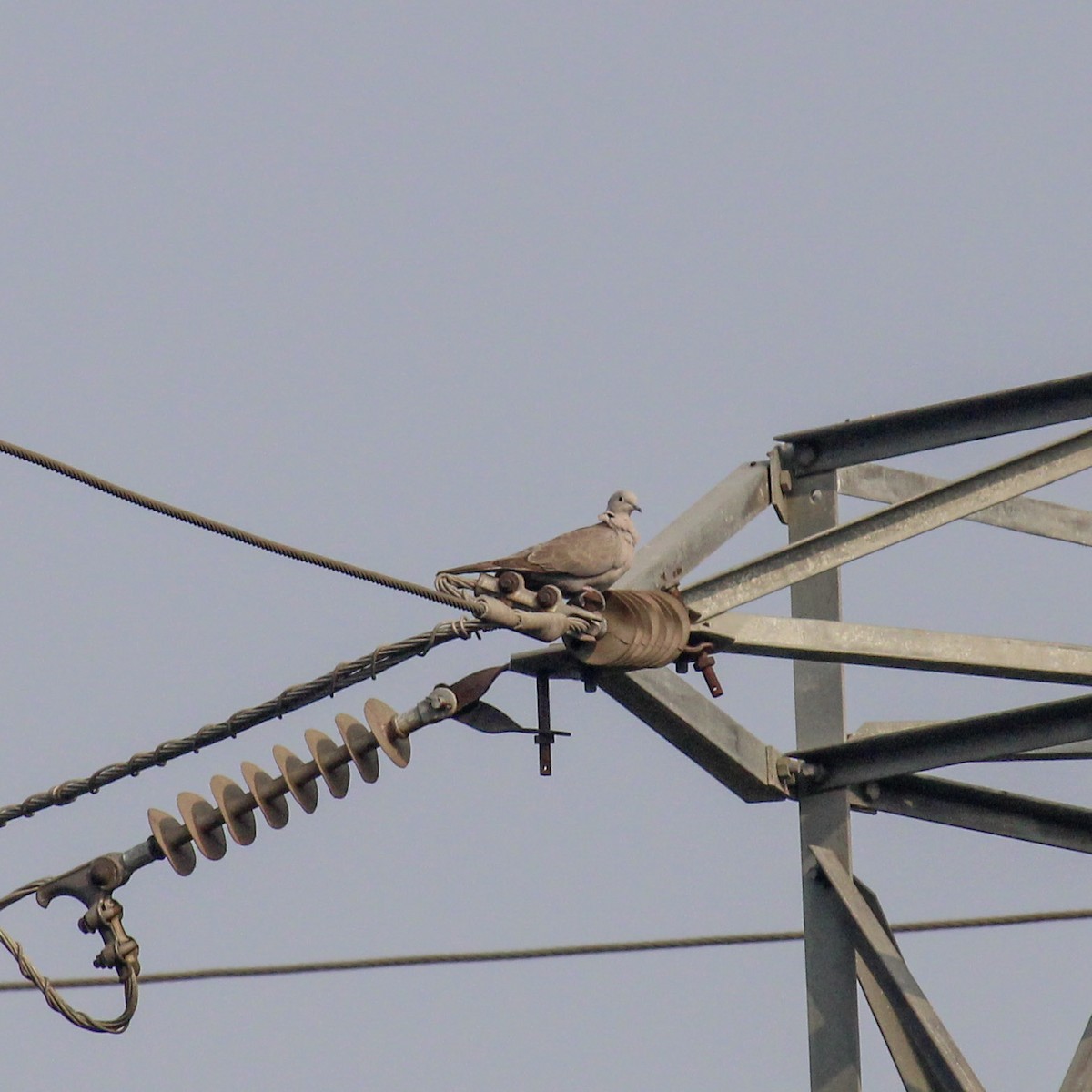 Eurasian Collared-Dove - ML647815910