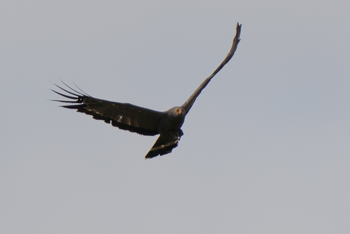 African Harrier-Hawk - ML647815914