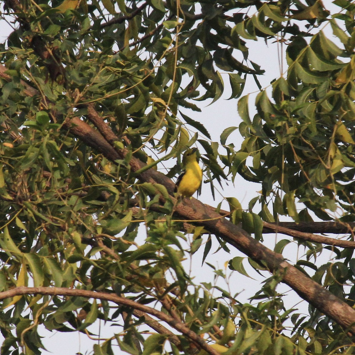 Common Iora - ML647815915
