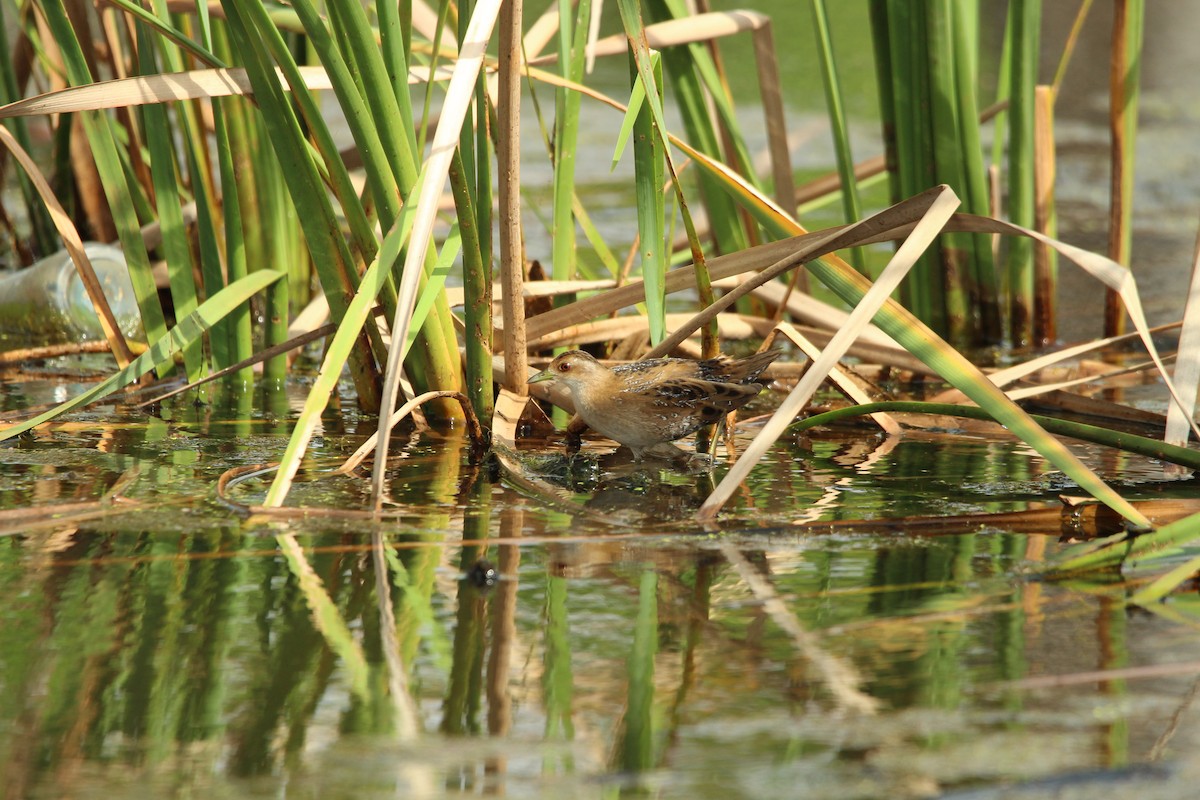 Baillon's Crake - ML647815930