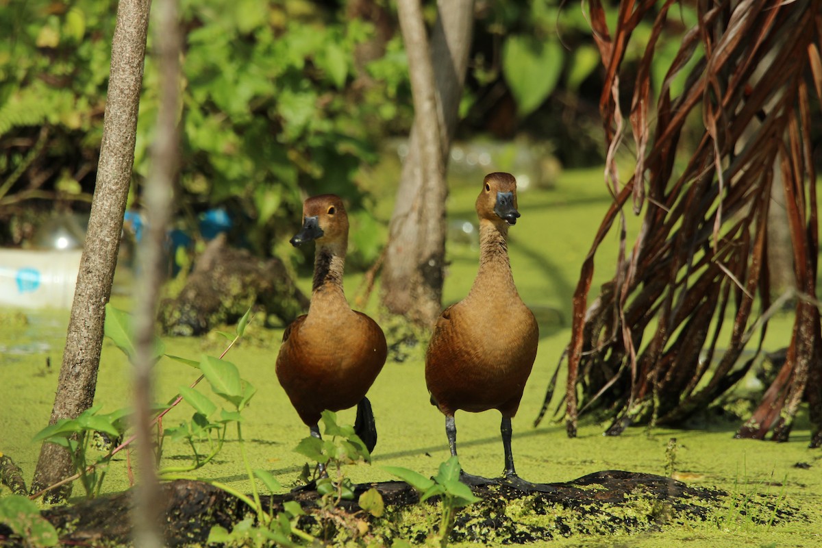 Lesser Whistling-Duck - ML647815939