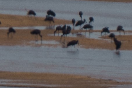 African Openbill - ML647815948