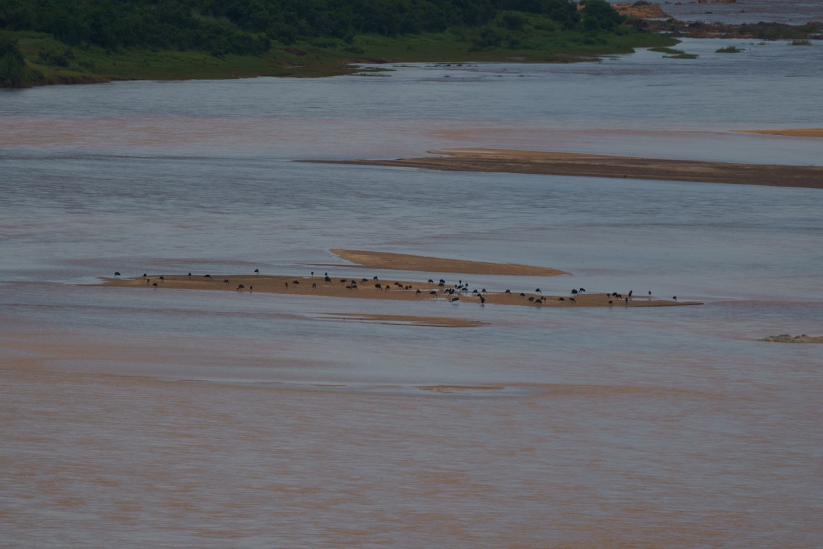 African Openbill - ML647815949