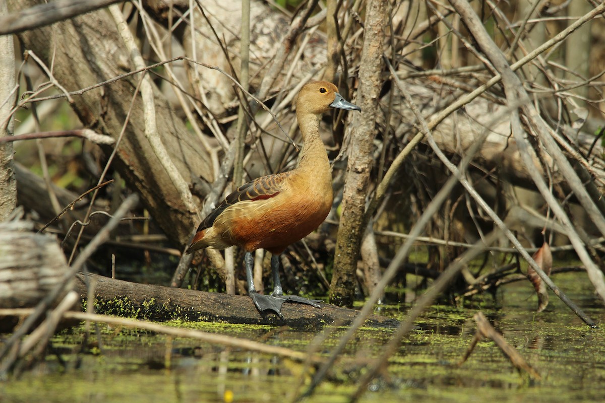 Lesser Whistling-Duck - ML647815951