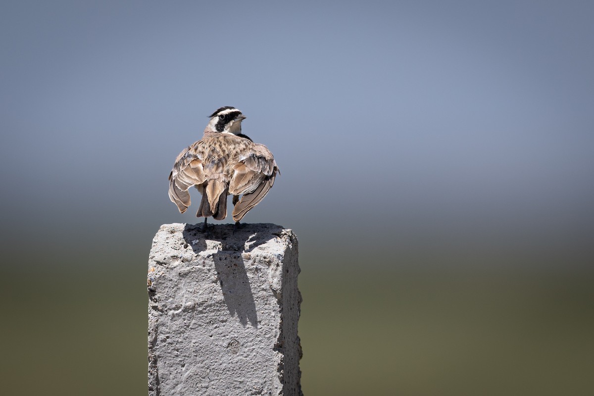 Alondra Cornuda - ML647815999