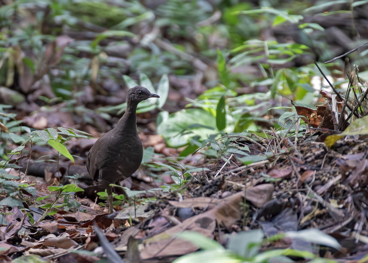 Cinereous Tinamou - ML647816001