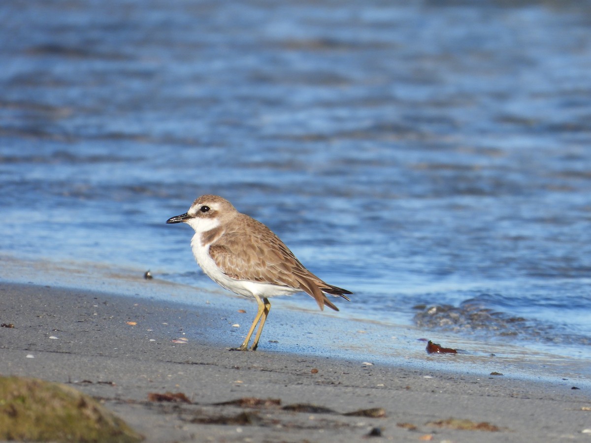 kulík větší - ML647816014