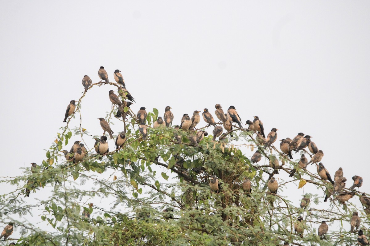 Rosy Starling - ML647816016