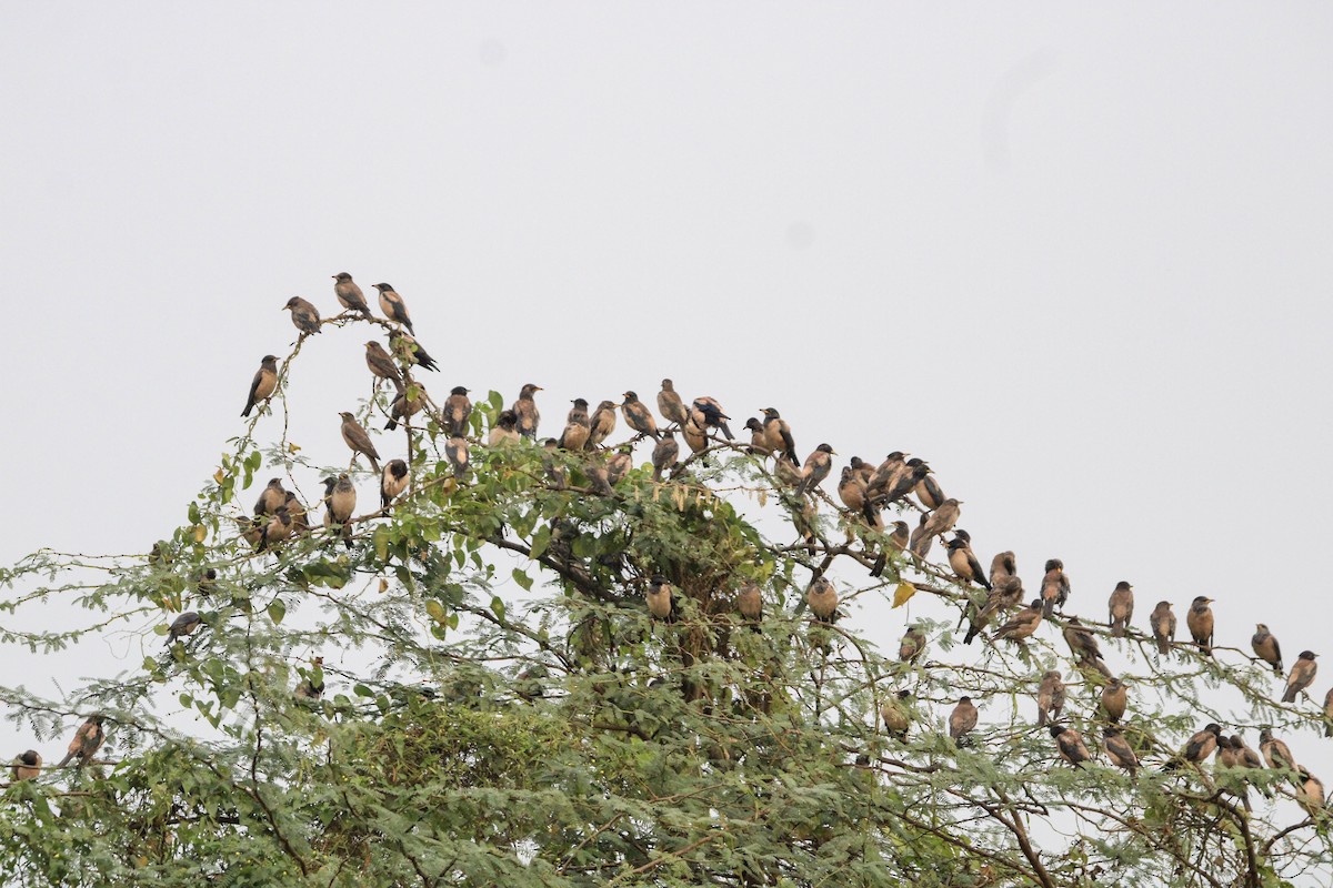 Rosy Starling - ML647816017