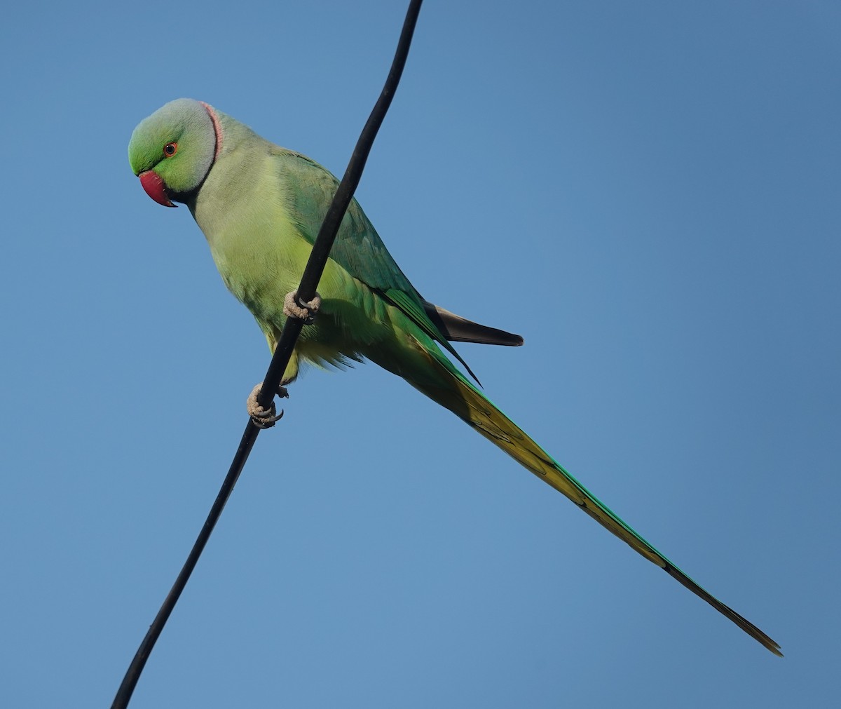 alexandr malý - ML647816031